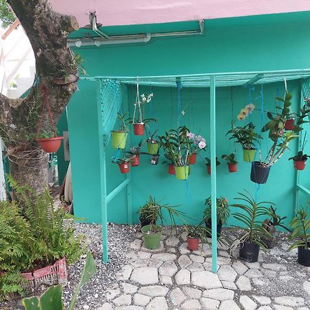 Alex'S Place - Tim Pappies Port Antonio Exterior photo