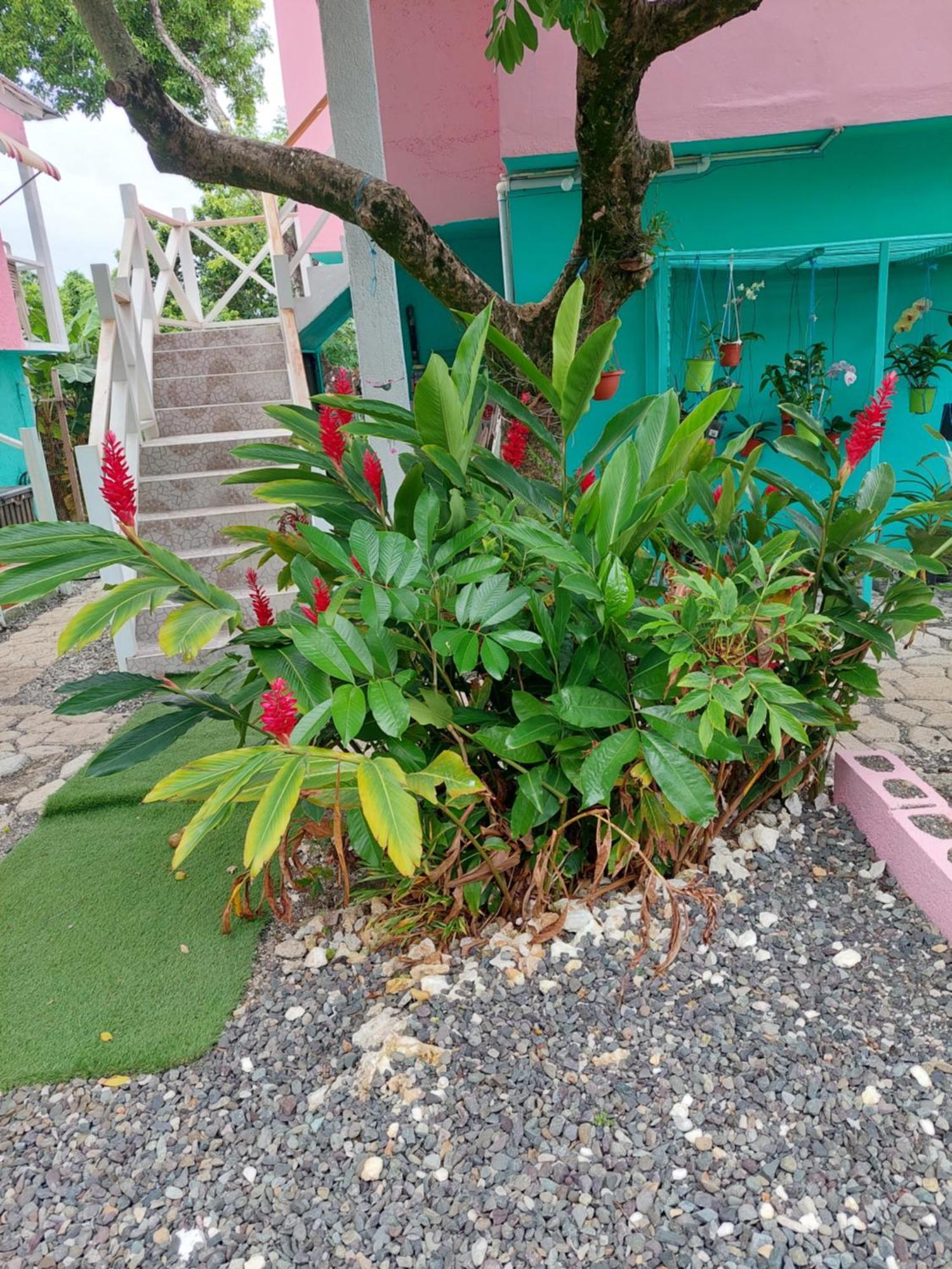 Alex'S Place - Tim Pappies Port Antonio Exterior photo